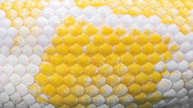 Burmese python is one of the largest species of snakes. It is native to a large area of Southeast Asia and is listed as Vulnerable on the IUCN Red List