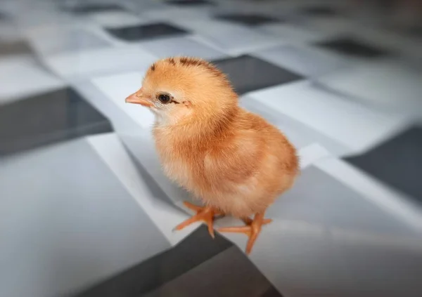 Lindo Pollo Color Naranja Recién Nacido Pequeño Pie Piso Color — Foto de Stock