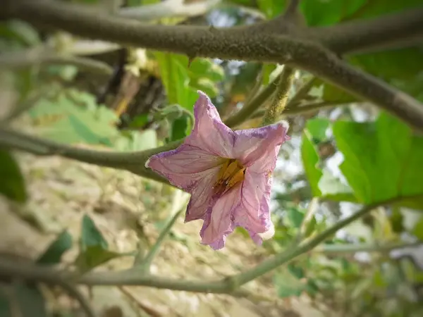 Fioletowy Kolor Brinjal Lub Bakłażan Lub Kwiat Bakłażana Roślin Uprawa — Zdjęcie stockowe