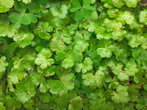 Manimuni Vert Armoise Indienne Laisse Fond Cette Plante Trouve Abondance — Photo
