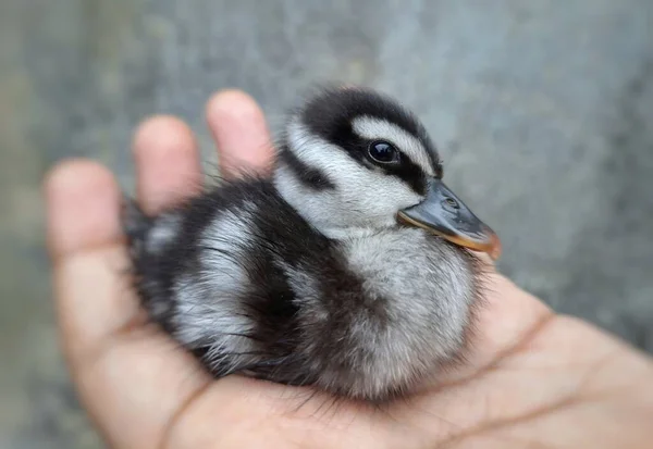 Black White Color Baby Duck Sitting Human Hand Cute Hairy — Stock Photo, Image