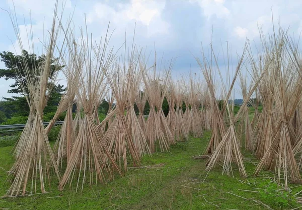 Jute Stalks Laid Sun Drying Jute Cultivation Assam India Dry — ストック写真