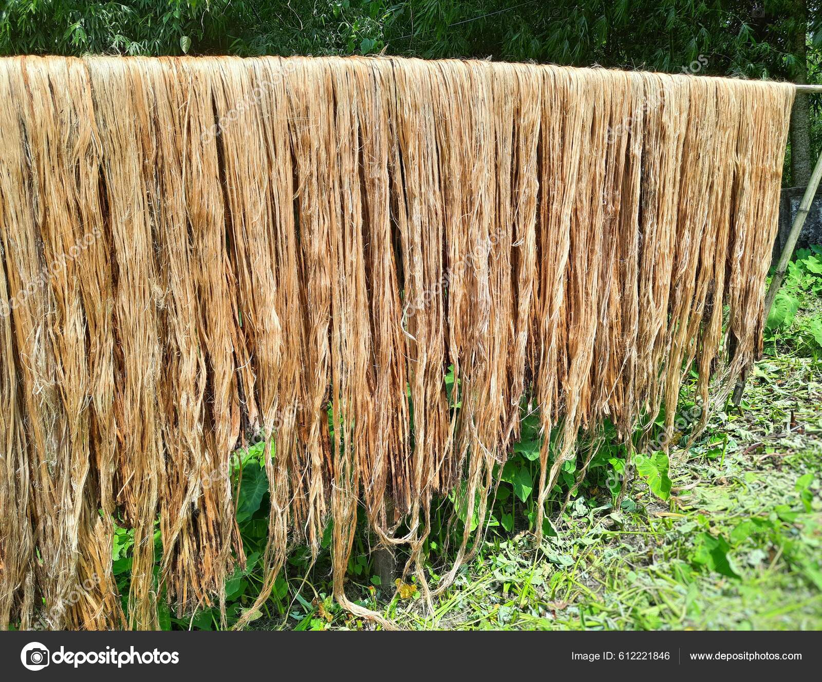 Jute Fiber Photos and Images