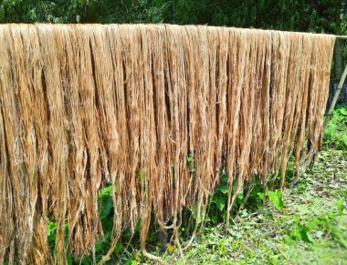 Çiğ kenevir lifleri kurumak için güneşin altında asılı duruyor. Assam, Hindistan 'da kenevir yetiştiriciliği. Jute altın iplik olarak bilinir. Sarımsı kahverengi doğal sebze lifinden.