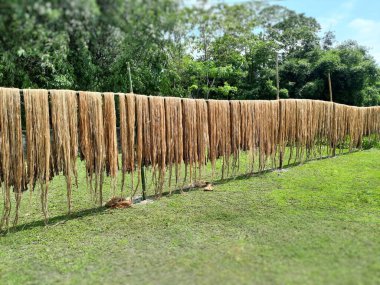 Çiğ kenevir lifleri kurumak için güneşin altında asılı duruyor. Assam, Hindistan 'da kenevir yetiştiriciliği. Jute altın iplik olarak bilinir. Sarımsı kahverengi doğal sebze lifinden.