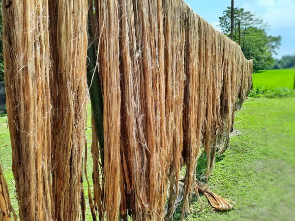 Raw jute fiber hanging under the sun for drying. Jute cultivation in Assam, India. Jute is known as the golden fiber. It is yellowish brown natural vegetable fiber