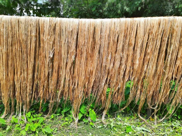 Fibra Yute Cruda Colgando Bajo Sol Para Secar Cultivo Yute —  Fotos de Stock