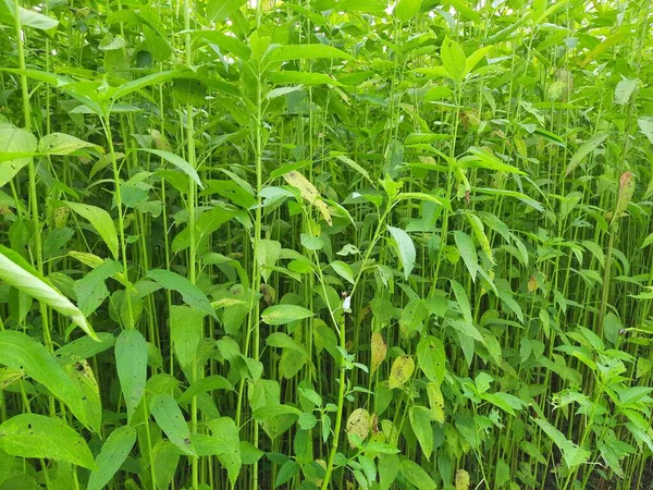 Rośliny Jałowca Polu Uprawa Juty Assam Indiach Juta Włókna Jest — Zdjęcie stockowe