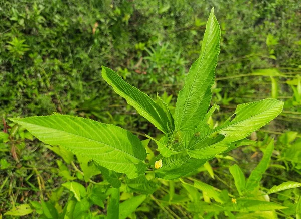 Plantas Yute Campo Cultivo Yute Assam India Fibra Yute También — Foto de Stock