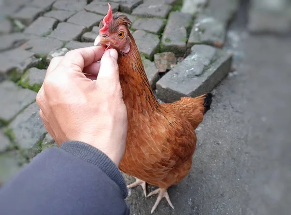 Mão Masculina Tocando Pente Uma Galinha Cor Laranja Chão Frango — Fotografia de Stock