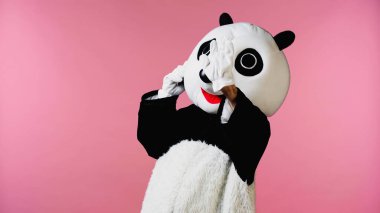 person in panda bear costume waving hand isolated on pink  clipart