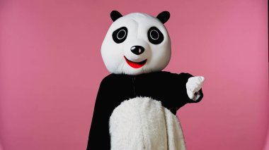 Panda kostümlü bir insan pembe üzerinde izole edilmiş birinden hoşlanmadığını gösteriyor. 