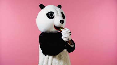 Panda kostümlü insan pembe şişeden şarap içiyor. 