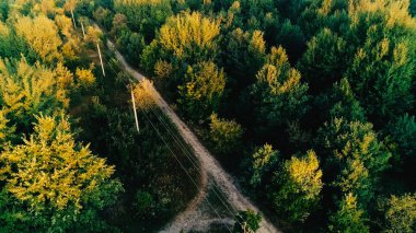 Aerial view of power lines in green forest 