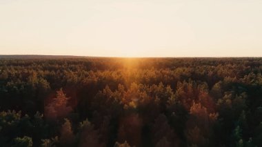 Aerial view of tees in forest and sunset sky at background 