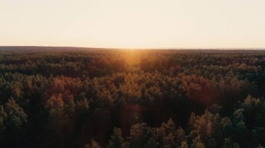 Aerial view of forest and sky at sunset 