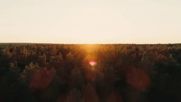 Aerial view of forest and sunset sky 