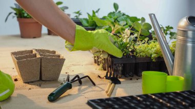 Cropped view of gardener taking plant from pot near tools on table 