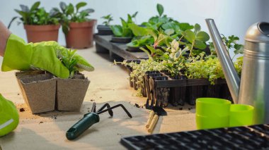 Cropped view of gardener in glove transplanting plant near tools on table  clipart