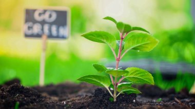 Close up view of plant in soil near blurred board with go green lettering in garden 