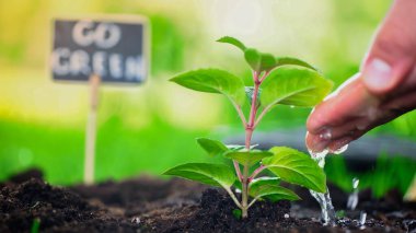 Cropped view of gardener pouring water on plant in soil in blurred garden 