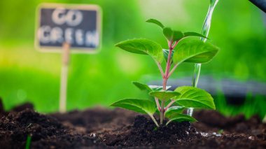 Close up view of water and plant in soil near blurred board with go green lettering in garden 