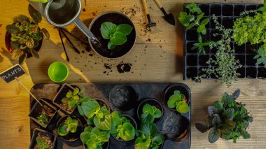 Top view of green plants near watering can and tools on table 