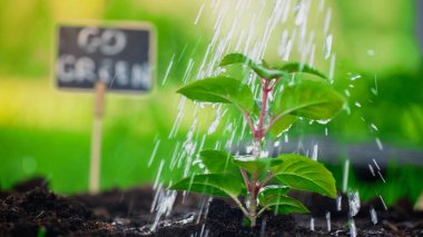 Close up view of water drops on plant in soil in blurred garden 