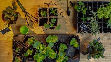 Top view of gardening tools near plants with lettering on boards on table 
