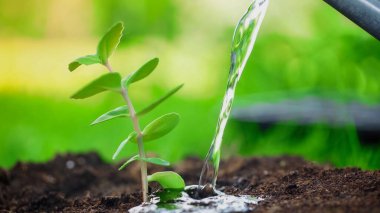 Close up view of water near blurred plant in soil in garden 