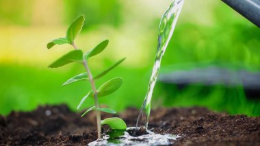 Close up view of water near blurred plant in soil in garden 