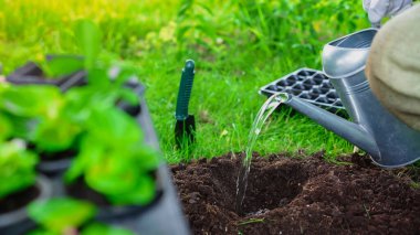 Cropped view of gardener watering soil near blurred plants in garden 