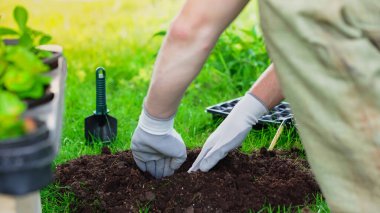 Cropped view of gardener digging soil near tools and plants in blurred garden  clipart