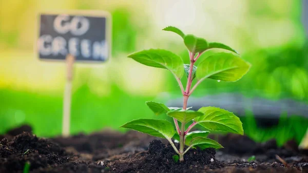 Close View Plant Soil Blurred Board Green Lettering Garden — Stock Photo, Image