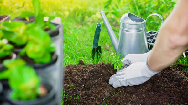 Cropped view of gardener planting plant in soil near watering can in garden 