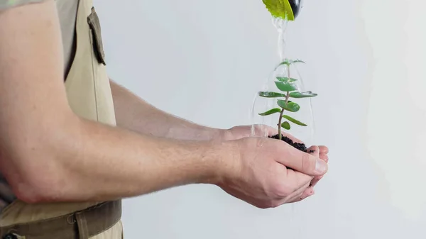 Cropped View Gardener Holding Plant Soil Water Grey Background — Stock Photo, Image