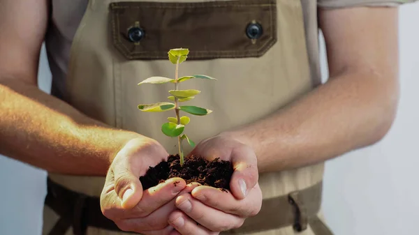 Cropped View Blurred Gardener Overalls Holding Plant Soil Grey Background — Stock Photo, Image