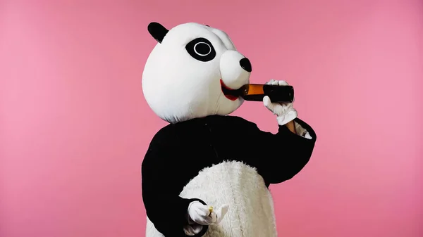 Persona en traje de oso panda beber vino de botella y la celebración de corcho aislado en rosa - foto de stock