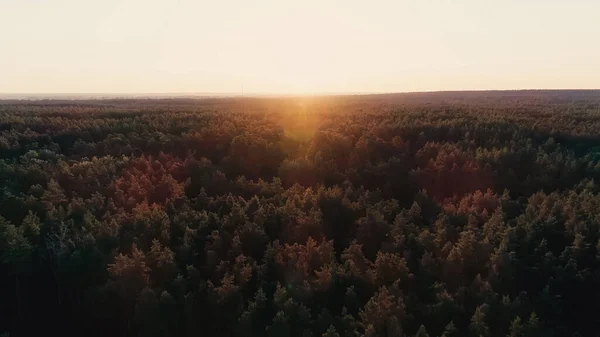 Vista aérea del atardecer sobre el bosque - foto de stock