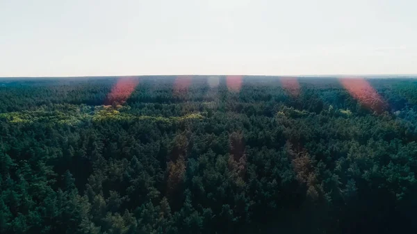 Вид з повітря на зелений ліс і небо вдень — стокове фото