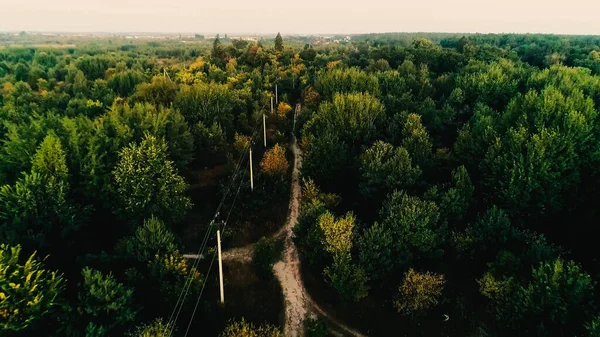 Aerial view of power lines in green forest — Foto stock