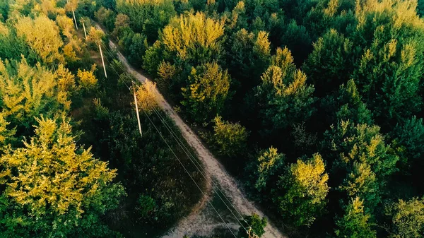 Aerial view of power lines in green forest — Photo de stock