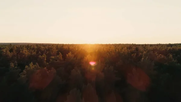 Aerial view of forest and sunset sky - foto de stock