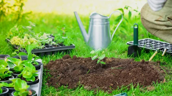 Cropped view of plant in soil near shovel and gardener in garden — стоковое фото