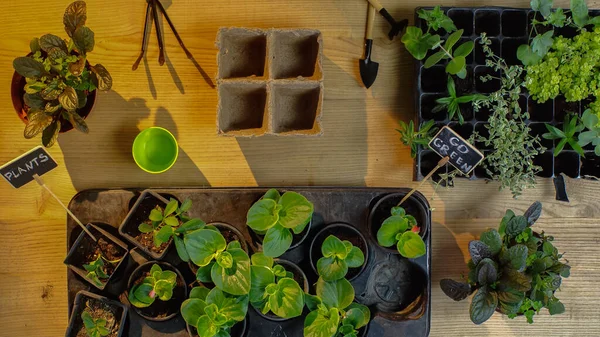 Top view of plants with lettering on boards and gardening tools on table — Stock Photo