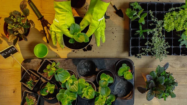 Top view of gardener transplanting plant near tools and soil on table — стоковое фото