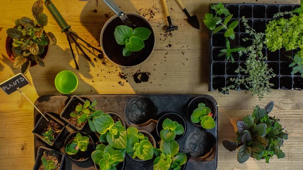 Top view of gardening tools near plants and soil on table — стоковое фото