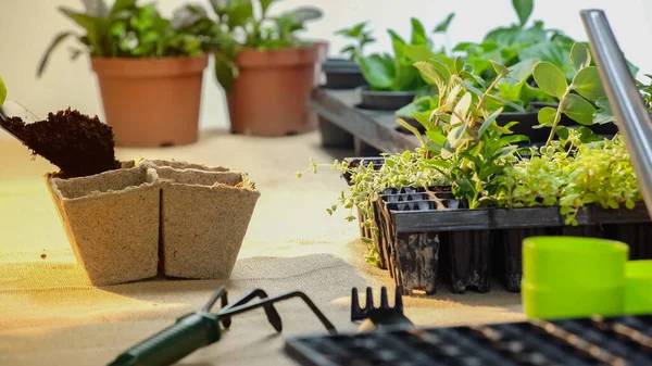 Green plants near gardening tools on table at home — стоковое фото