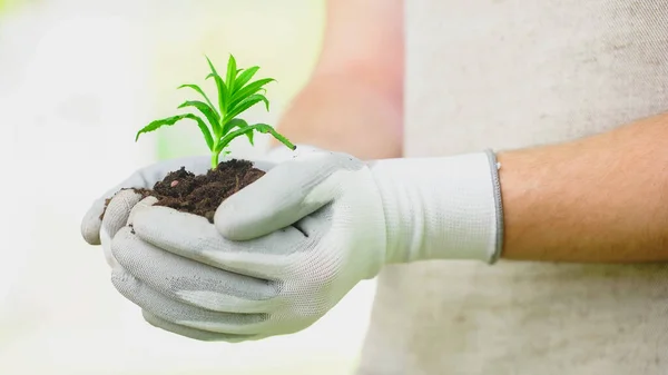 Cropped view of gardener in gloves holding plant in soil - foto de stock