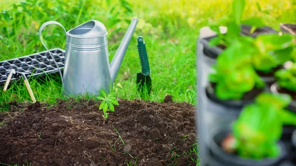 Watering can near gardening tools and plants in garden — Fotografia de Stock